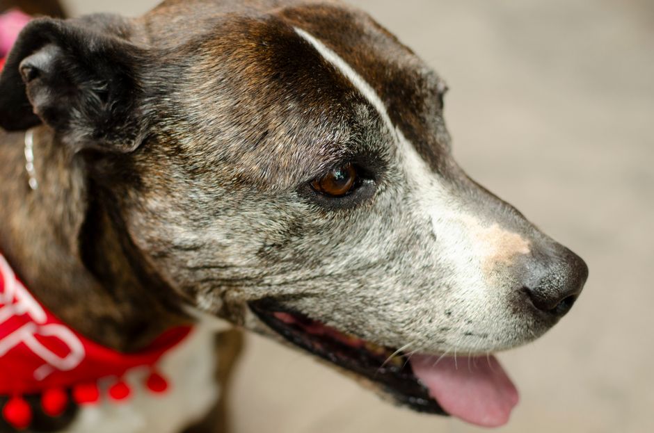 犬のフードボウルは高さで変わる|首・胃に優しい高さの選び方