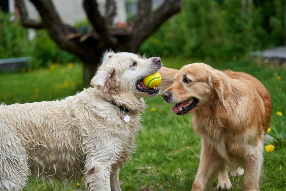 犬が皮膚をかゆがるのはフードのせい?アレルギーと食事の見直し方