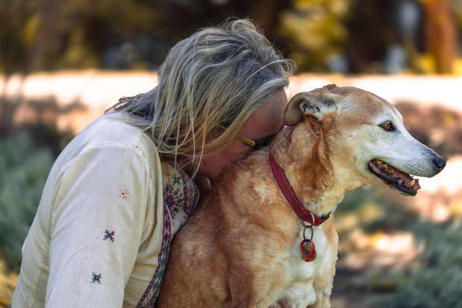 犬の食物アレルギー対応フードの選び方|原因と見直しのコツ